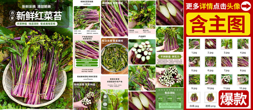 红菜苔详情