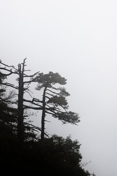 黄山雾凇
