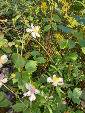 打破碗花