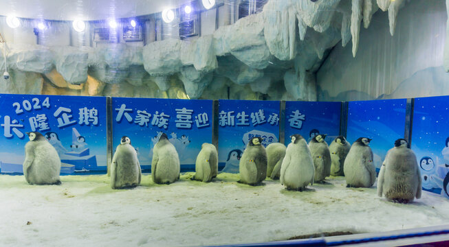 长隆主题乐园企鹅