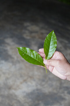 茶叶黑茶