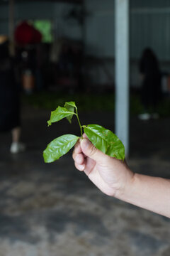 黑茶鲜叶茶叶