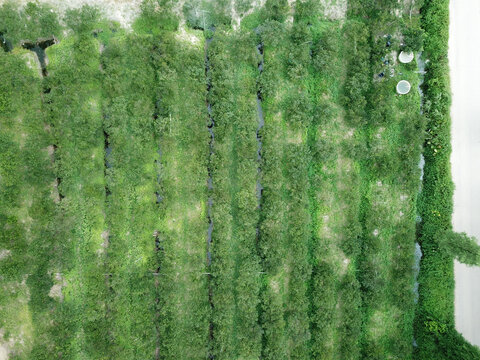 航拍新会柑茶枝柑小青柑树