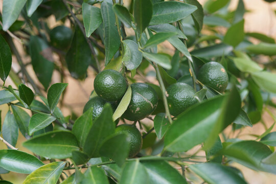 新会柑茶枝柑小青柑树