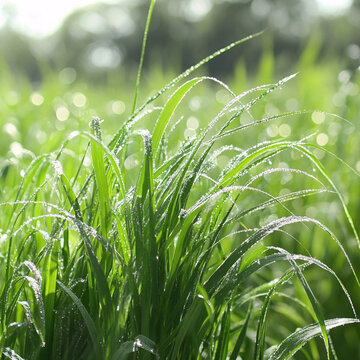 草叶上雨珠