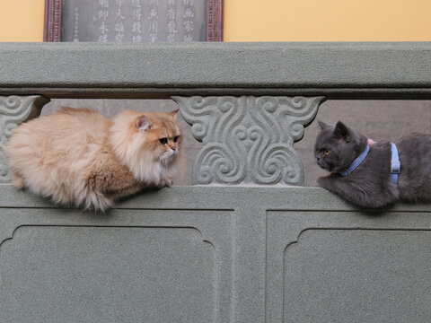 宠物猫