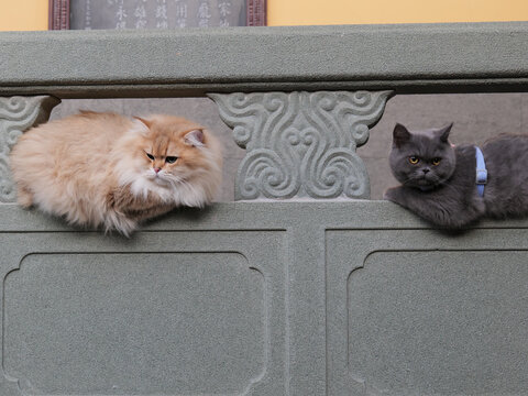 宠物猫