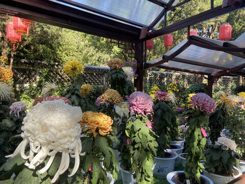 菊花