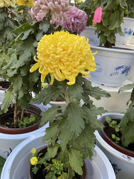 菊花