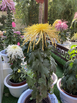 菊花