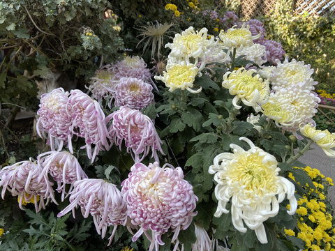 菊花