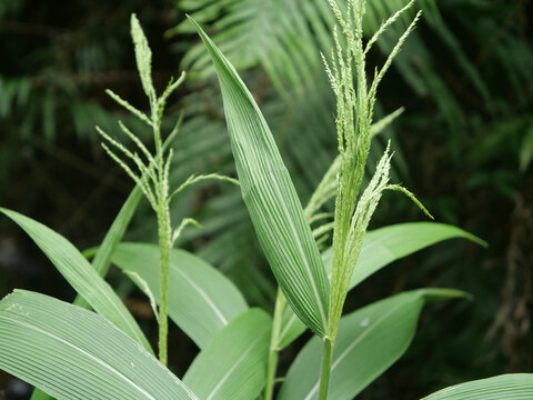 棕叶狗尾草