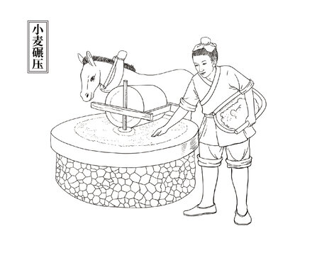 酿酒小麦碾压