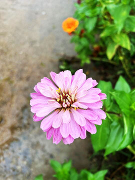 野菊花