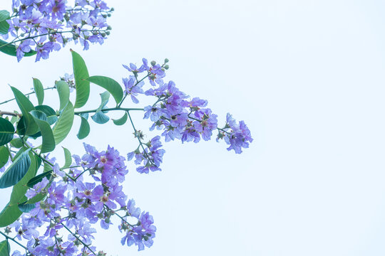 紫薇花盛开