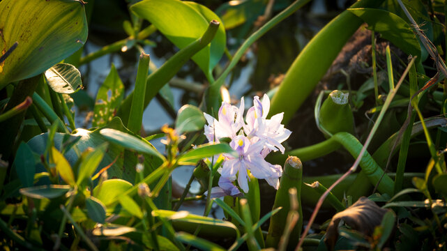 凤眼莲花朵特写