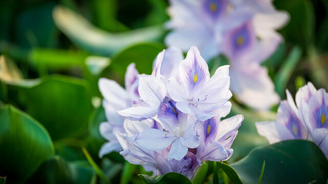 凤眼莲花朵特写