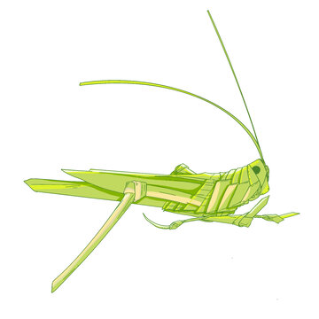 非遗草编蚂蚱