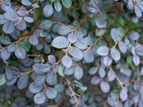 植物叶片的高角度视图