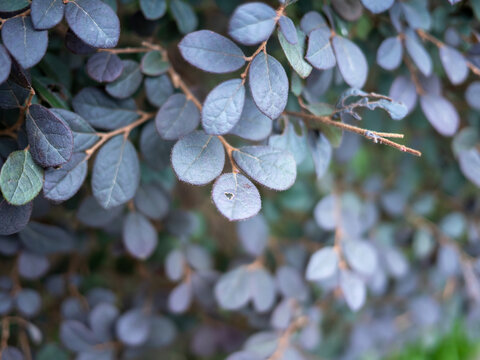 植物叶片的高角度视图