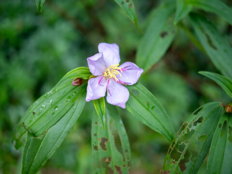 粉红色野牡丹植物特写镜头
