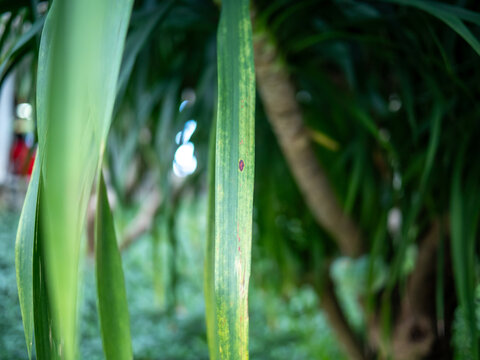 植物叶片的高角度视图