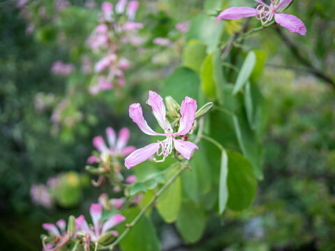 公园里粉红色异木棉植物的特写镜头
