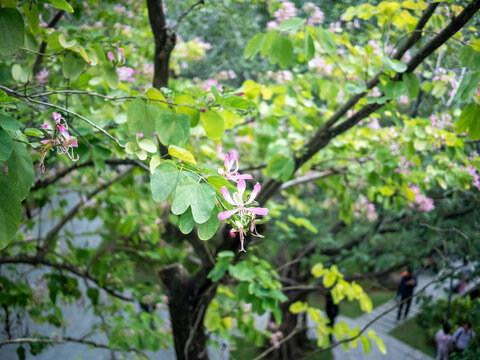 公园里粉红色异木棉植物的特写镜头