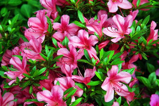 粉红杜鹃花