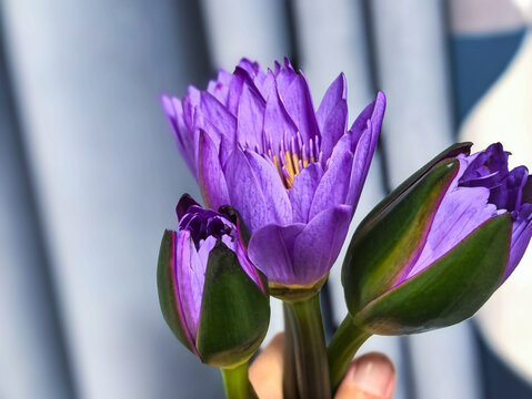 绽放睡莲花