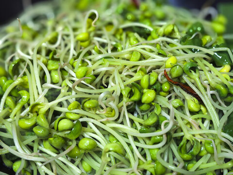 炒绿豆芽