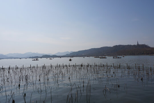 西湖莲藕