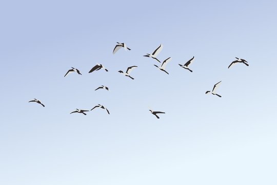 雁归