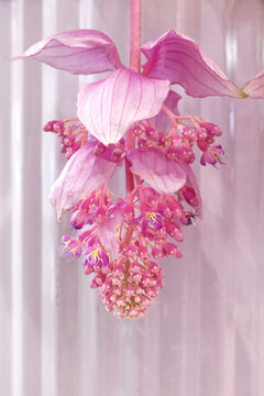 宝莲灯花