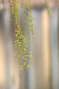 柳芽