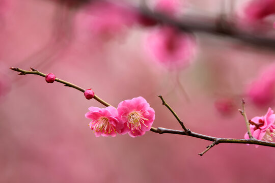 梅花