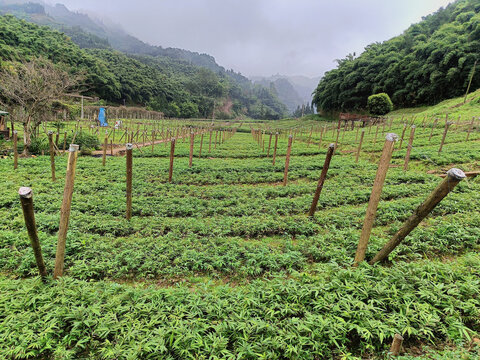 方竹种苗基地