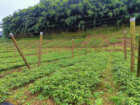 方竹种苗基地