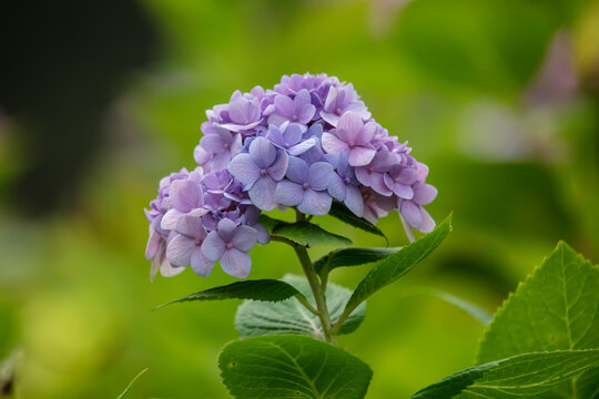 绣球花