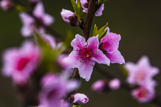 桃花