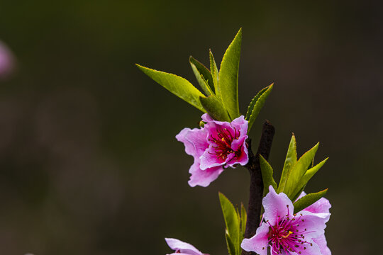 桃花