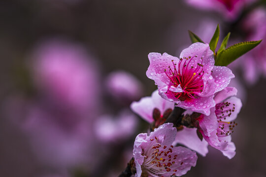 桃花