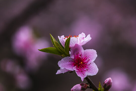 桃花