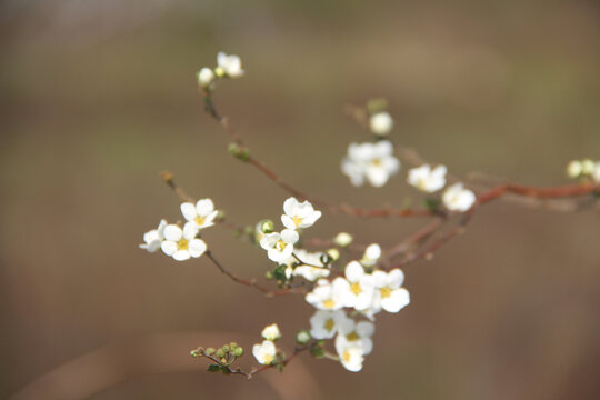 花开