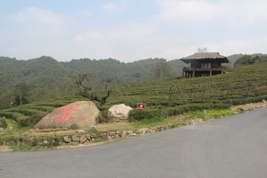 茶山