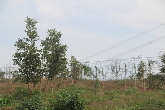 核桃树