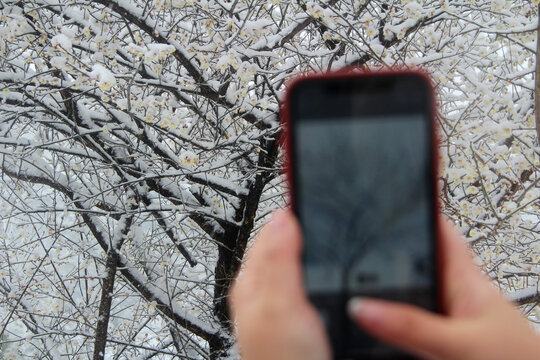 腊梅迎雪开