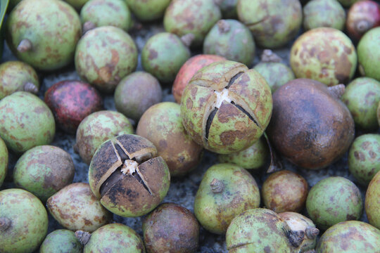 油茶果