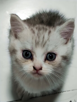 小猫咪