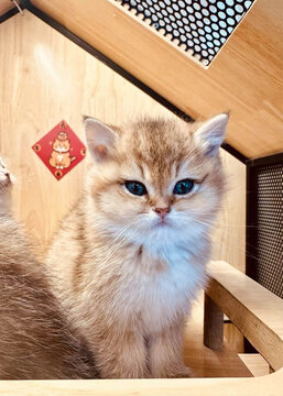 猫别墅里的金渐层猫咪幼崽